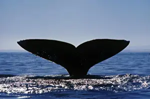 Diving Prints: Gray Whale - diving, Gray Whale raising its flukes as it dives