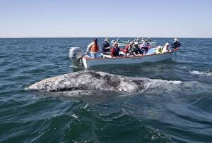 Images Dated 10th March 2007: Gray Whale - Friendly gray whale and whale watching boats