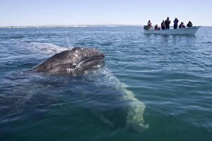Images Dated 7th March 2007: Gray whale - mother with calf raising its head