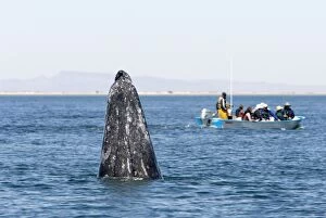 Images Dated 14th March 2007: Gray Whale - spyhopping