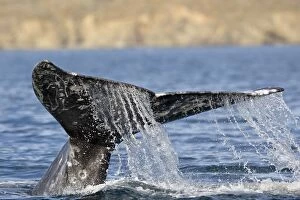 Gray Whale - tail