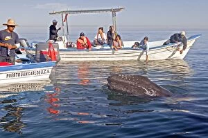 Gray Whale - with tourist boat