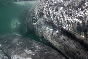 Gray Whale - underwater close-up of a calf. The mother is in the lower left, she is swimming upside-down (a throat groove is visible in the lower left corner of the image)