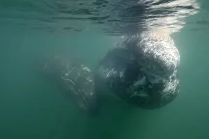 Baja California Prints: Gray Whale - Underwater: mother and calf San Ignacio Lagoon, Baja California South, Mexico
