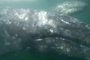 Baja California Prints: Gray Whale - Underwater: mother (in front)