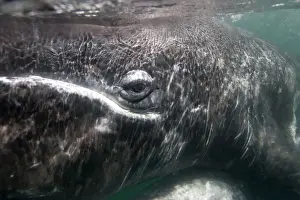 Baja California Prints: Gray Whale - Underwater photo of a calf at close range