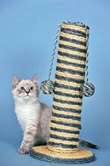 Activity Gallery: Gray & white tabby kitten with scratch tree / activity Gray & white tabby kitten with scratch tree