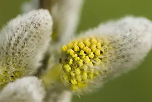 Willows Prints: Gray willow Close-up of catkins The Netherlands, Overijssel, The Wieden