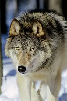 Carnivore Prints: Gray wolf (Canis lupus) male walking in snow -note broadness of head