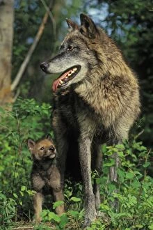 Images Dated 15th October 2008: Gray Wolf (Canis lupus) mother and pup. Montana