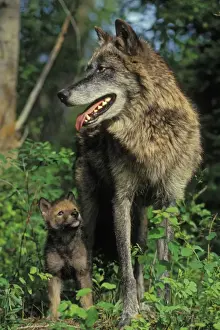 Vertical Prints: Gray Wolf (Canis lupus) mother and pup. Montana