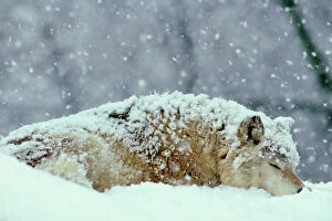 Wolves Collection: Gray wolf (Canis lupus) resting (sleeping) during heavy snow. North America