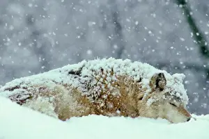 Carnivore Prints: Gray wolf (Canis lupus) resting (sleeping) during heavy snow. North America
