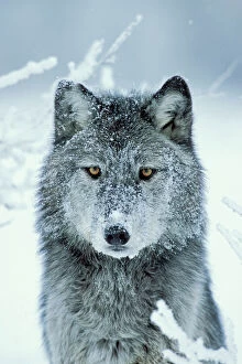 Images Dated 15th October 2008: Gray Wolf - In snow with snowy face. Minnesota, North America