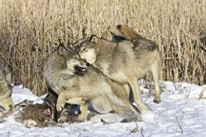 Images Dated 17th January 2007: Gray Wolf / Timber Wolf - with White-tailed Deer prey