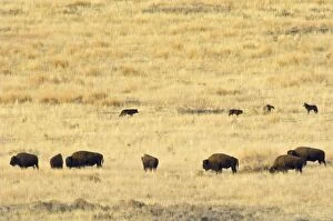 American Bison Gallery: Gray Wolves (Canis lupus) checking out herd of bison. Yellowstone National Park, Wy, Fall