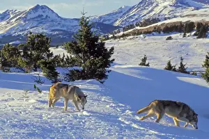 Gray Wolves Prints: Two Gray Wolves (Canis lupus) in snow near Glacier National Park