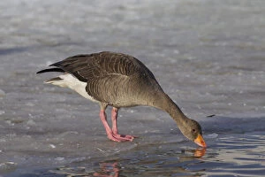 Anser Anser Gallery: Graylag / Greylag Goose - adult bird drinking - Iceland