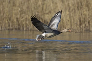 Anser Anser Gallery: Graylag / Greylag Goose - adult bird in flight - Germany