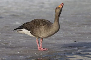 Anser Anser Gallery: Graylag / Greylag Goose - adult bird standing