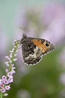 Images Dated 3rd August 2007: Grayling Butterfly - on heather