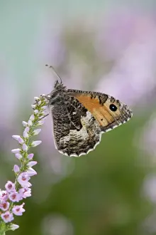 Invertebrate Prints: Grayling Butterfly - on heather - Cornwall - UK