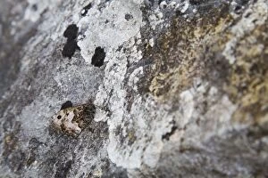 Images Dated 5th August 2012: Grayling Butterfly - UK - on Rock
