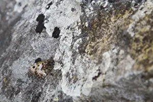 Camouflaged Prints: Grayling Butterfly - UK - on Rock