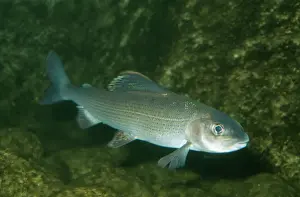 Freshwater Prints: Grayling PM 9109 Fresh Water Britain & Europe T. thymallus © P. Morris / ARDEA LONDON