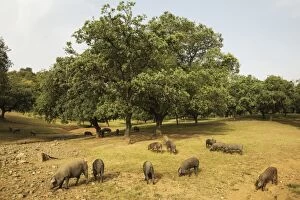 Images Dated 13th May 2015: Grazing pigs and holm oaks in the Sierra de Aracena