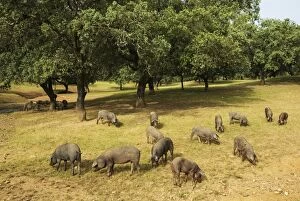 Grazing pigs and holm oaks in the Sierra de Aracena
