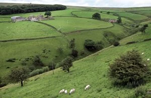 Boundary Gallery: Grazing sheep in farmland - traditional stone wall boundary