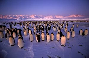 Penguins Collection: GRB03270