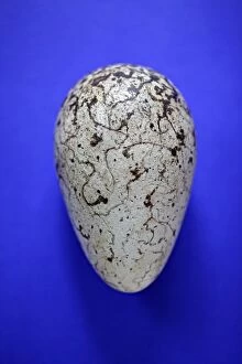 Great Auk egg. 140 x 83mm