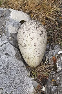 Great Auk egg - 140 x 83mm - on coastal rock