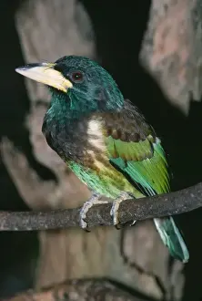 Barbets Prints: Great Barbet Kashmir to South China