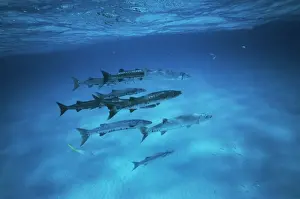 Great Barracuda
