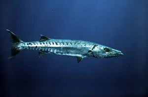 West Indies Prints: Great Barracuda - Bahamas