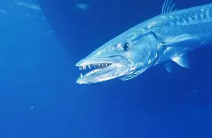 Barracudas Prints: Great Barracuda Osprey Reef, Coral Sea, Australia