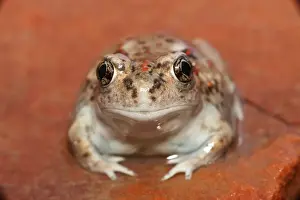 Great Basin Spadefoot - Newly metamorphosed - Utah - USA