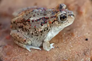 Great Basin Spadefoot - Newly metamorphosed - Utah - USA