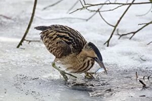 Great Bittern adult with fish prey