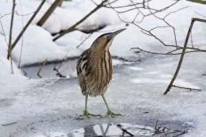 Great Bittern adult standing on ice