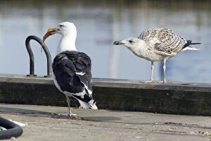 Great Black-Back Gull - adult with scavenged fish