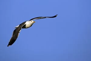 Great Black-back Gull - in flight