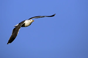 Images Dated 19th June 2005: Great Black-back Gull - in flight Isle of Texel, Germany