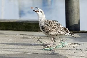 Great Black-Back Gull - immature swallowing scavenged fish