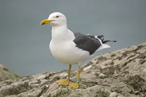 Great Black-back Gull - Skomer Island Pembrokeshire West Wales UK