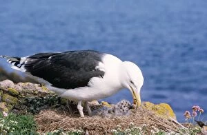 Great Black-backed Gull - adult feeding young at nest