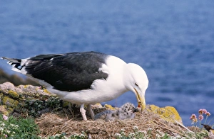 Images Dated 8th February 2006: Great Black-backed Gull - adult feeding young at nest